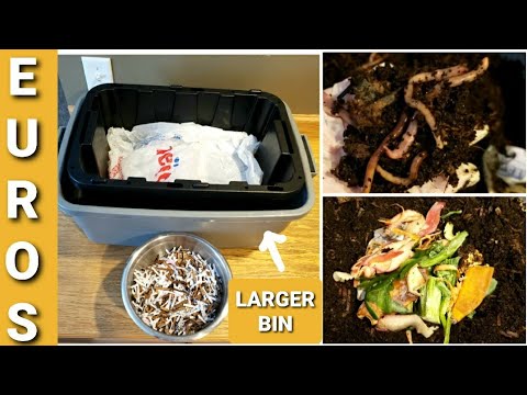 European Nightcrawlers Moved Into Larger Worm Bin | ENCs Fed Big Feeding After 2 Weeks | Euros