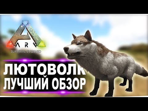 Лютоволк Direwolf в АРК Лучший обзор приручение, разведение и способности в ark