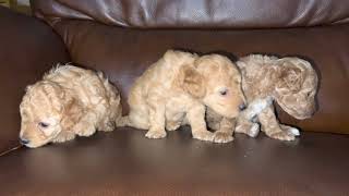 Toy Poodle Puppies Videos