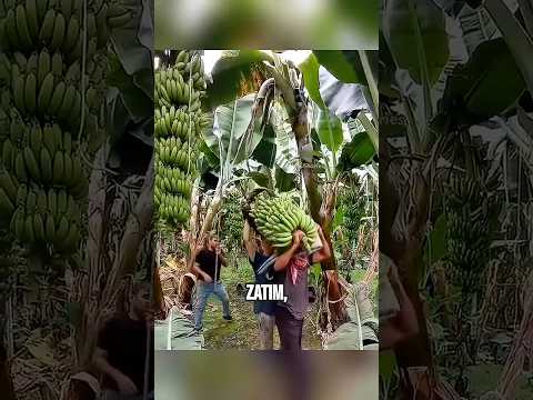 Tradicija Koja Štedi Novac I Prirodu 🍌 #shorts