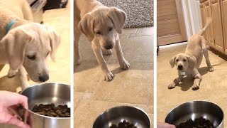 Puppy doesn't like new bowl