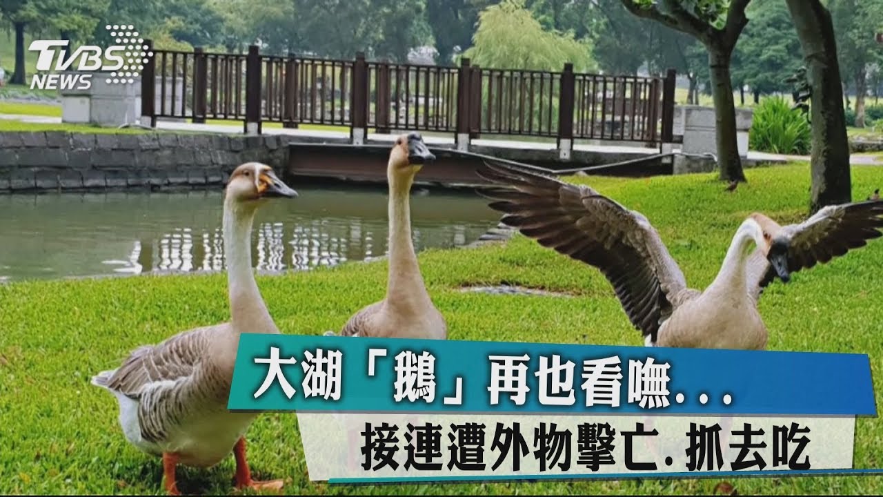 大湖「鵝」再也看嘸... 接連遭外物擊亡 抓去吃