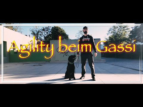 Cedric der Labrador - 67 | Agility beim Gassi