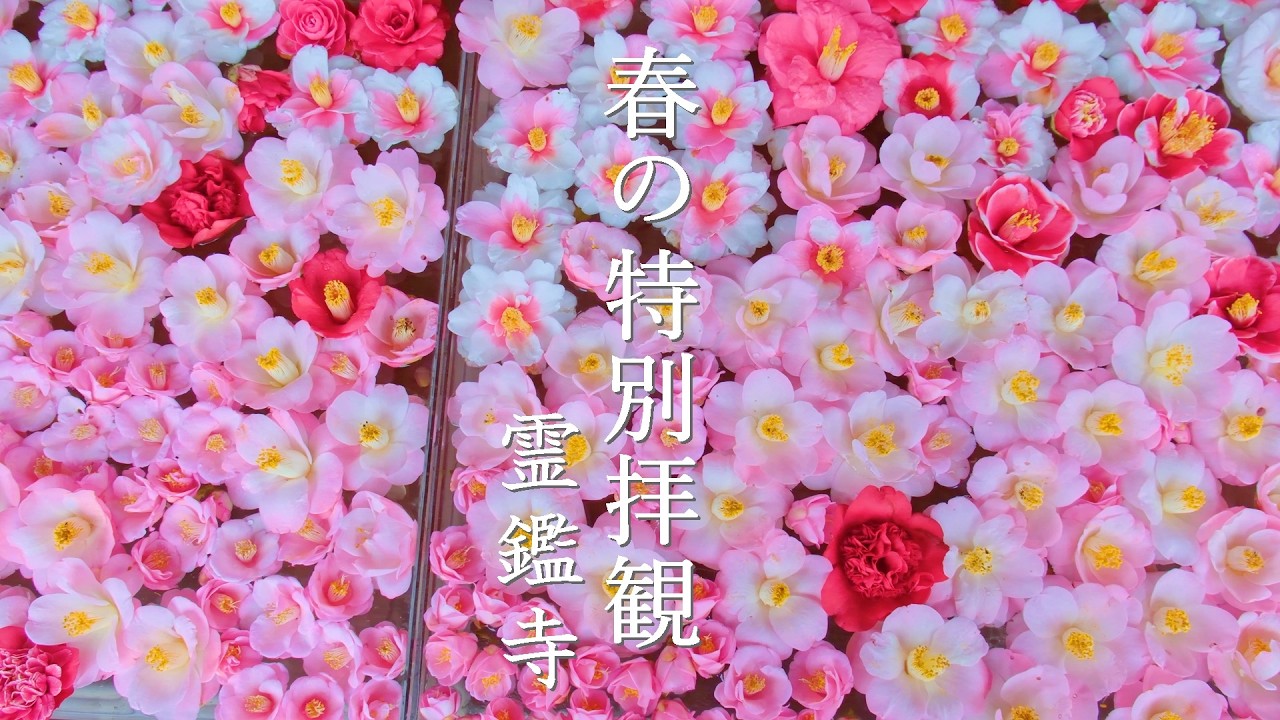 春の扉が開く、京都・霊鑑寺。椿、桜、そして百人一首のトンネルへ。