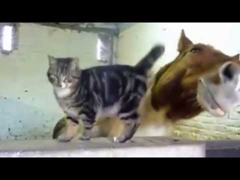 funny cats videos