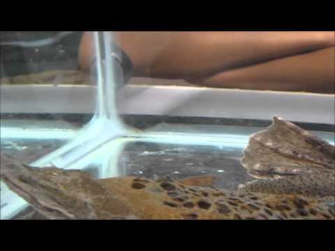 De Geheimen van de Natuur