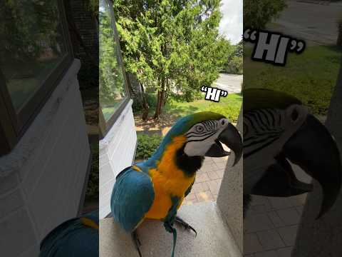 A macaw is better than mail 💁🏼‍♀️😅🥰 #talkingparrot #talkingbird #pet #parrot #macaw #fyp #reels