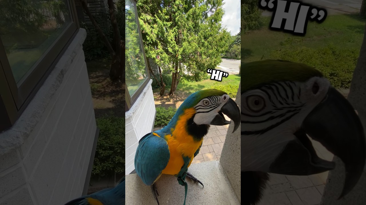 A macaw is better than mail 💁🏼‍♀️😅🥰 #talkingparrot #talkingbird #pet #parrot #macaw #fyp #reels