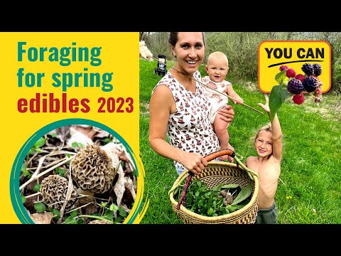 Foraging for spring edibles 2023 in Pennsylvania! Morels, Mica Cap Mushrooms, Mullein, Yarrow.