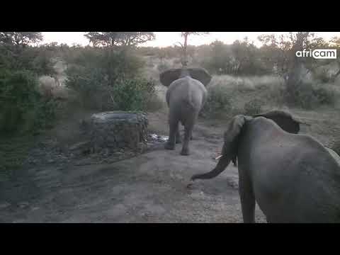 Elephants and Lions at Naledi Dam.