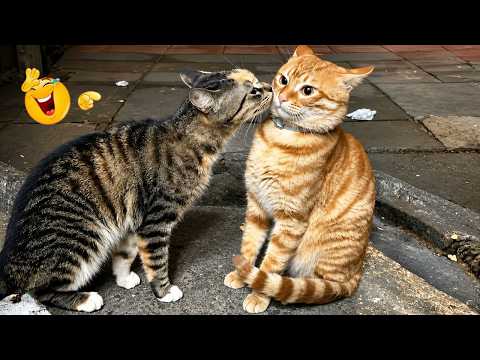 Best Cat Moments 🐈 | TRY NOT TO LAUGH – FUNNY Cat FAILS Compilation 😹😂