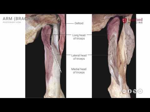 Anatomy of the Upper Limb: Arm - Posterior View