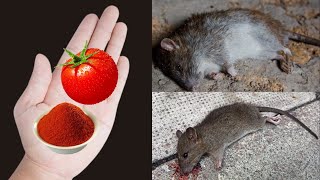 How to get rid of rats outside without harming cats - Get rid of mice
