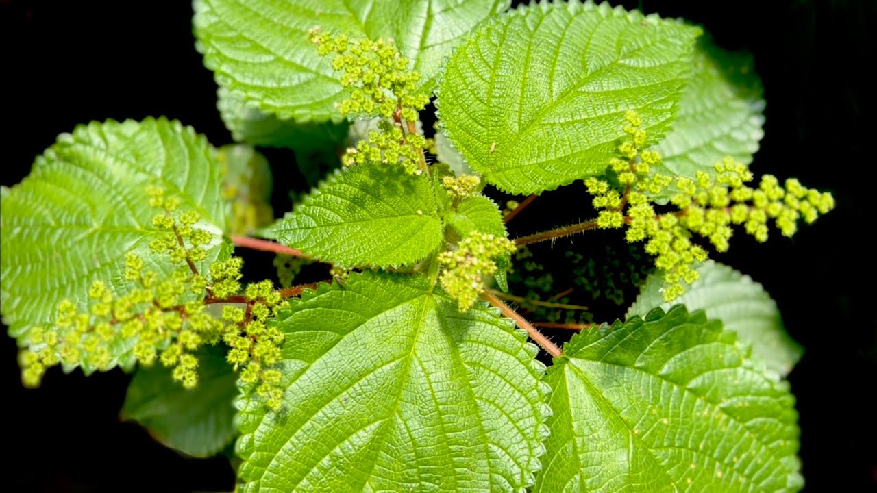 SUPER PLANTA PARA MELHORAR SUA PROPRIEDADE LAPORTEA AESTUANS