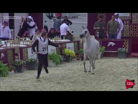 N.29 KHAZAMI AL NAIF - 2019 Qatar Int. Peninsula show - Fillies 2 years old (Class 2A)