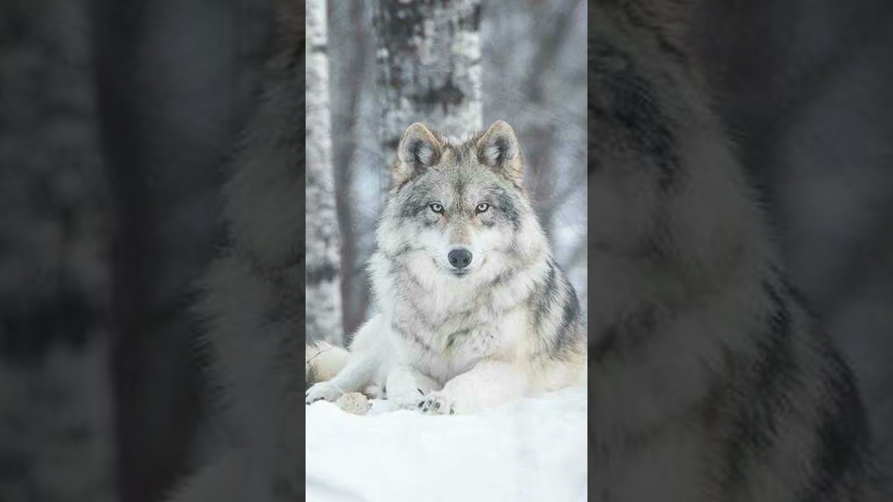 Some of the most beautiful pictures of wolves 🐺