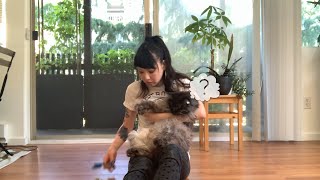 私の猫、スモーキーのヘアカットをしよう！/ Let's give my cat smokey a haircut!