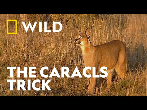 Caracal Hunts Guinea Fowl | Africa's Deadliest | National Geographic WILD UK