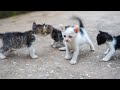 Kittens Calling For Mom Cute Kittens Cat Sounds