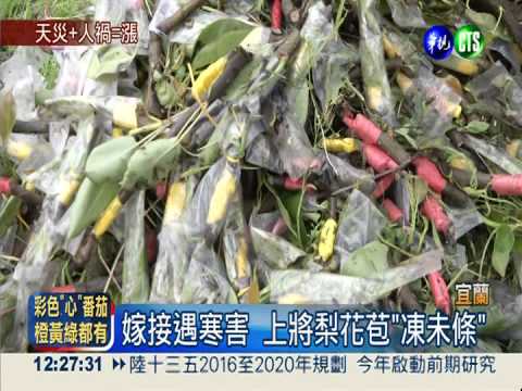 嫁接遇寒害 三星上將梨恐減產