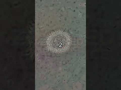 🔬 99% alcohol vs. bacteria under the scope! Watch germs get obliterated. 💥 #Microscope #Science