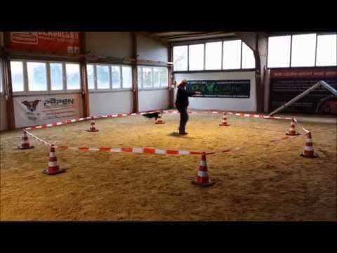 Hundesportzentrum Dog Campus - Longieren mit Triny und Fire