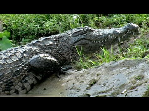 Crocodile kills Rat 01, Time Lapses Speed x1