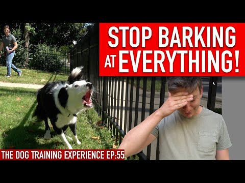 YouTube video about: How to train your dog not to bark at strangers?