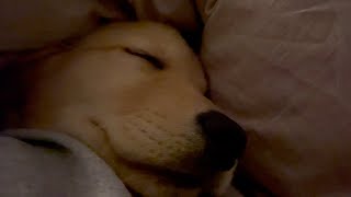 Bisuke's 4 month birth Congratulations from the bottom of my heart 【Golden retriever puppy】