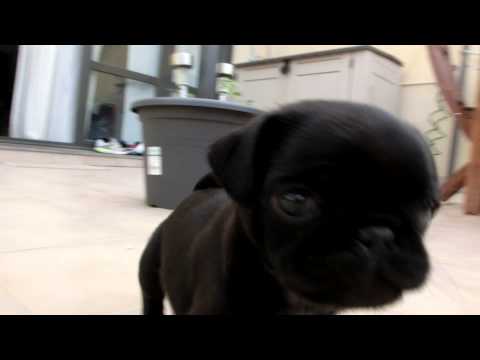 Pug puppy loves the camera -PAQUITA & FALETE-
