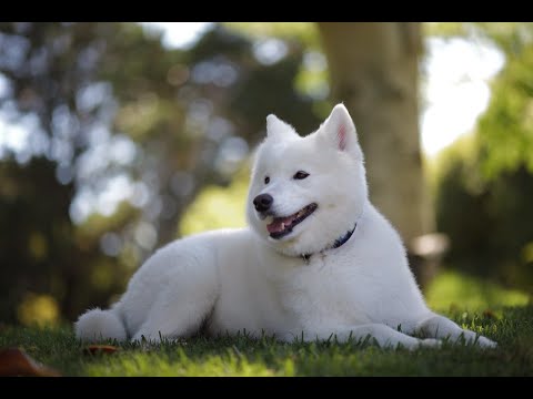 9 hrs Long Dog Relax  Music for Dog Anxiety