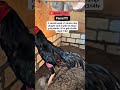 AYAM PAKHOY Full Brakot Ayampakhoy Ayambangkok Shorts