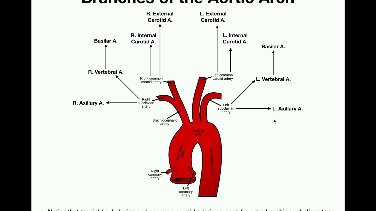 Anatomy | Branches of the Aortic Arch