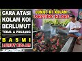 Obat Anti Lumut Kolam Ikan Hias