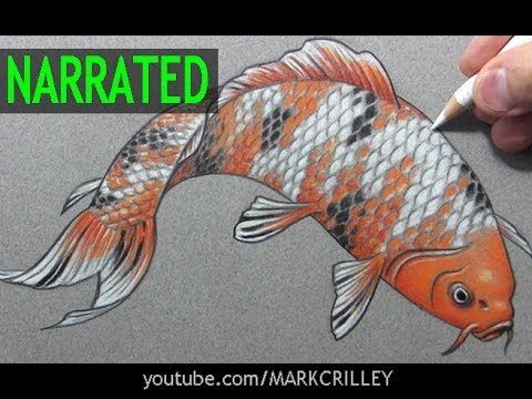 How to Draw a Fish ("Koi"): Narrated Step-by-Step