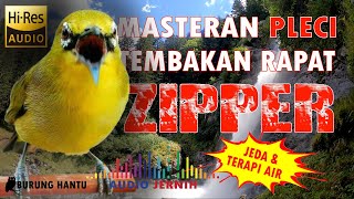 Download lagu Masteran Pleci Tembakan Zipper Panjang Mudah Masuk Dengan Terapi Air Dan Jeda mp3