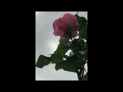 Un Zâmbet, O Floare -  Mihai Constantinescu