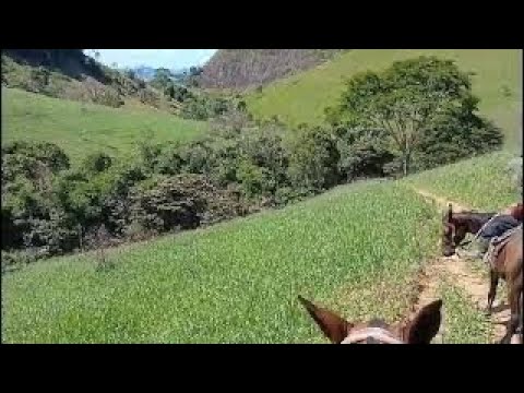FAZENDA MARAVILHA/VEREDA-BA