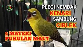 Download lagu Masteran pleci nembak kenari sambung ciblek, 2 materi bikin pleci juara mp3 Download lagu Masteran pleci nembak kenari sambung ciblek, 2 materi bikin pleci juara mp3