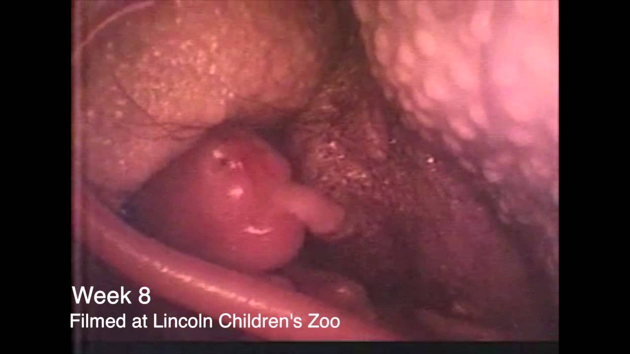 Rare Pouch Footage of a Matschie's Tree Kangaroo