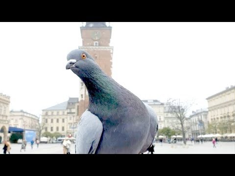 Jestem Waszym wyrzutem sumienia!