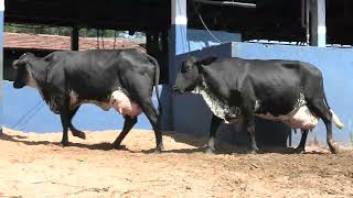 Vídeo 64 - 1ª ETAPA MEGA LIQUIDAÇÃO TOTAL AGROPECUÁRIA MARAJOARA - DIA 4 | GADO GIROLANDO E HOLANDÊS