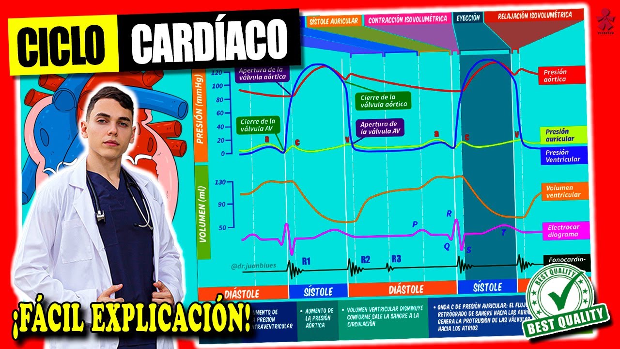 CICLO CARDÍACO fisiología ¡FÁCIL EXPLICACIÓN!