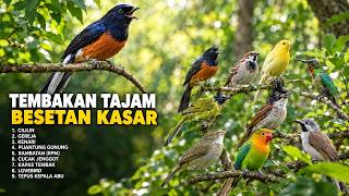 Download lagu JANGAN ASAL MASTERAN! 🔥 INI BESETAN KASAR YANG COCOK BUAT BURUNG LOMBA mp3
