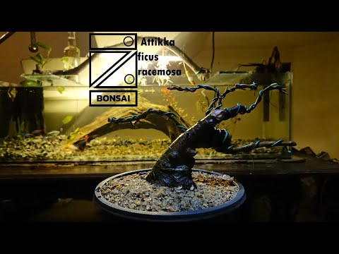 @Sribonsai Ficus racemosa(attikka), video 01, Sri Bonsai, 23/11/2023