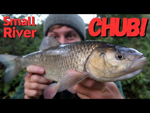 Feeder Fishing for Small River Chub