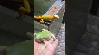 Download lagu KODOK PAPUA VS ALBINO @ClintsReptiles#shorts #banyuwangi #indonesia mp3