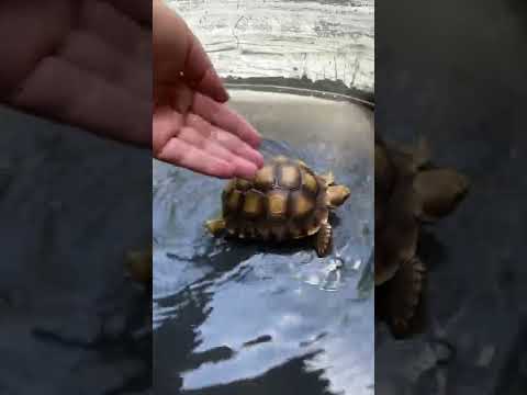 BABY tortoise gets a nice soak on a hot summer day!! 🐢🥵