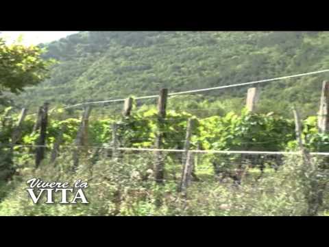 VIVERE LA VITA  PT 31