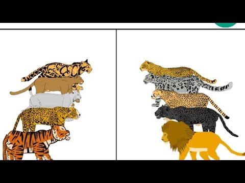 big cats animation 2 —all animation